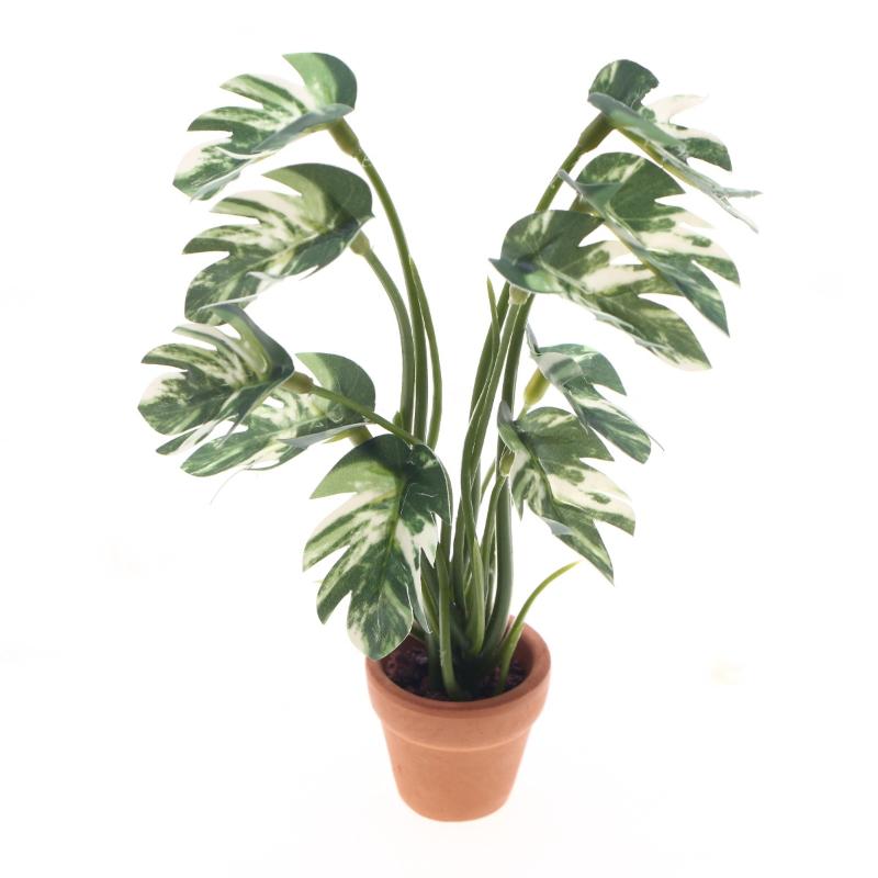 Novo. 1PC Planta Verde Monster - Bonsai Garden For Home avaliação e preço