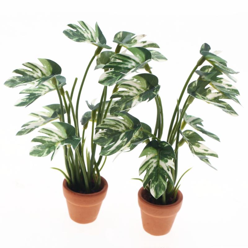 Novo. 1PC Planta Verde Monster - Bonsai Garden For Home avaliação e preço
