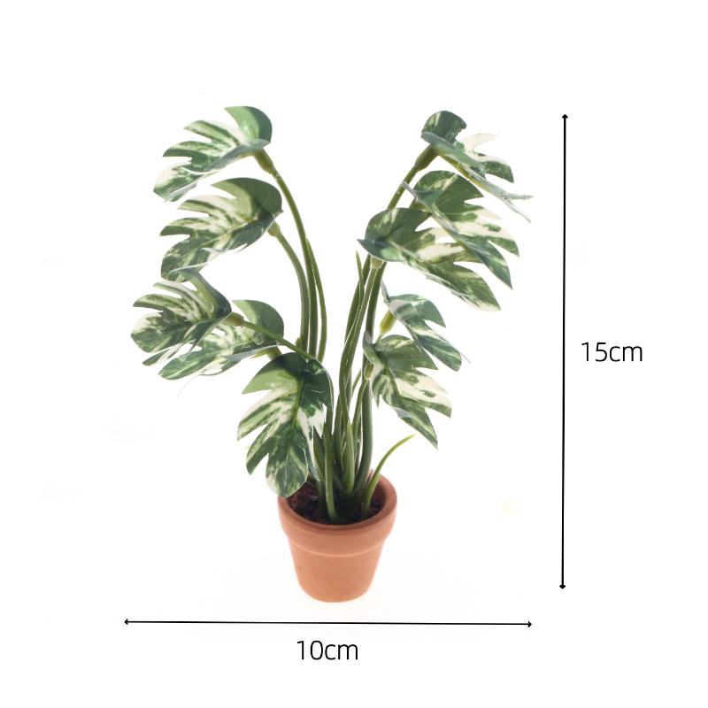 Novo. 1PC Planta Verde Monster - Bonsai Garden For Home avaliação e preço