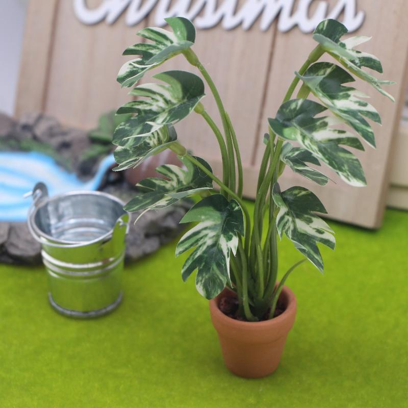 Novo. 1PC Planta Verde Monster - Bonsai Garden For Home avaliação e preço